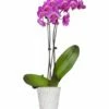 New ⌛ Just Add Ice Live Classic Elegant Orchid & White Pot For Home & Garden ✔️