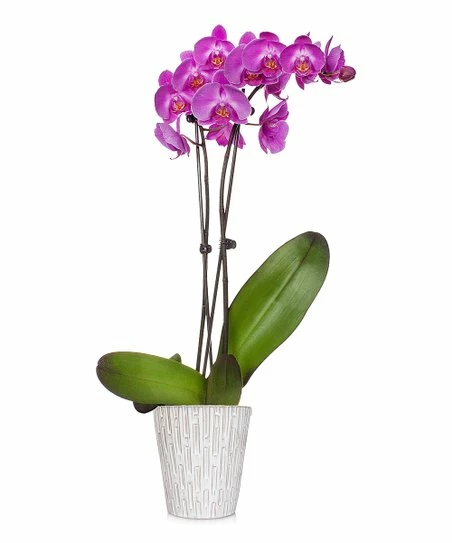 New ⌛ Just Add Ice Live Classic Elegant Orchid & White Pot For Home & Garden ✔️ 2 New ⌛ Just Add Ice Live Classic Elegant Orchid & White Pot For Home & Garden ✔️