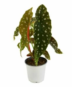 Outlet 😍 Cottage Farms Direct 'Polka Dot' Begonia Plant For Home & Garden 🤩 -Don"t AsK Shop zu84952906 alt 2 tm1585780218