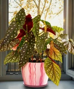 Outlet 😍 Cottage Farms Direct 'Polka Dot' Begonia Plant For Home & Garden 🤩 -Don"t AsK Shop zu84952906 alt 3 tm1658522394