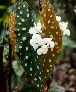 Outlet 😍 Cottage Farms Direct 'Polka Dot' Begonia Plant For Home & Garden 🤩