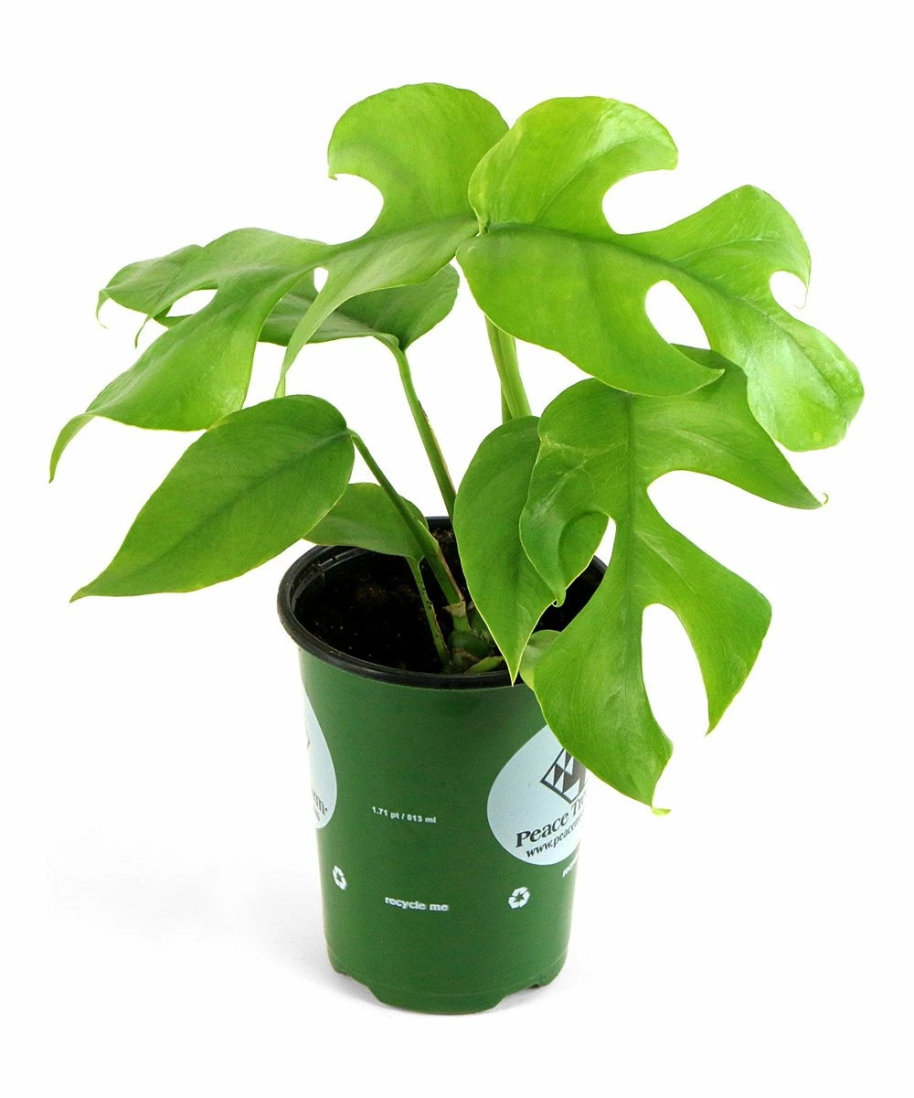 Discount βοΈ Cottage Farms Direct Live 'Tetrasperma' Rhaphidophora Vine Plant For Home & Garden π 4 Discount βοΈ Cottage Farms Direct Live 'Tetrasperma' Rhaphidophora Vine Plant For Home & Garden π - Image 2