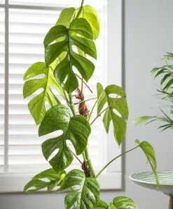 Discount βοΈ Cottage Farms Direct Live 'Tetrasperma' Rhaphidophora Vine Plant For Home & Garden π 8 Discount βοΈ Cottage Farms Direct Live 'Tetrasperma' Rhaphidophora Vine Plant For Home & Garden π -Don"t AsK Shop zu96614398 alt 2 tm1623342200