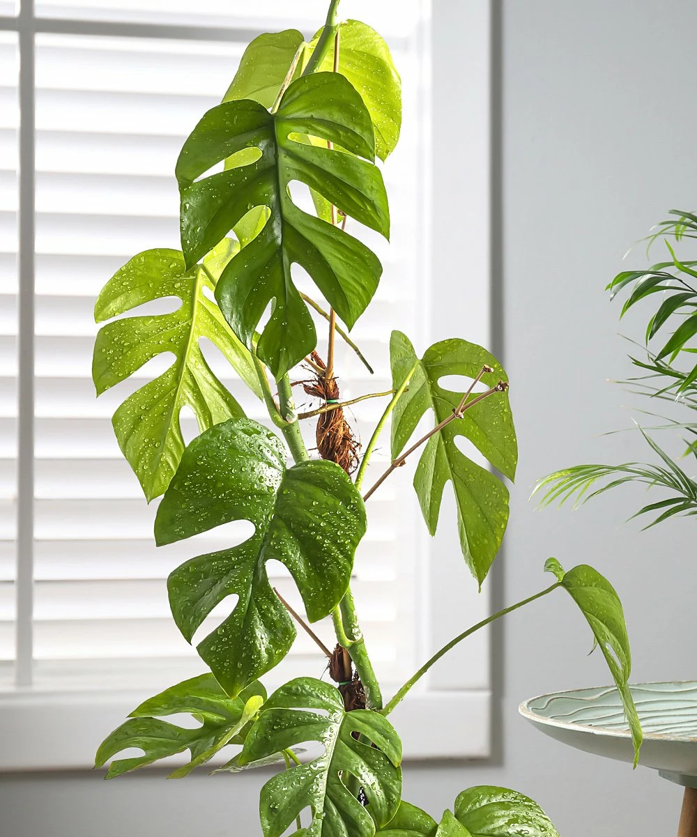 Discount βοΈ Cottage Farms Direct Live 'Tetrasperma' Rhaphidophora Vine Plant For Home & Garden π 5 Discount βοΈ Cottage Farms Direct Live 'Tetrasperma' Rhaphidophora Vine Plant For Home & Garden π - Image 3
