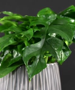 Discount βοΈ Cottage Farms Direct Live 'Tetrasperma' Rhaphidophora Vine Plant For Home & Garden π 9 Discount βοΈ Cottage Farms Direct Live 'Tetrasperma' Rhaphidophora Vine Plant For Home & Garden π -Don"t AsK Shop zu96614398 alt 3 tm1623342200