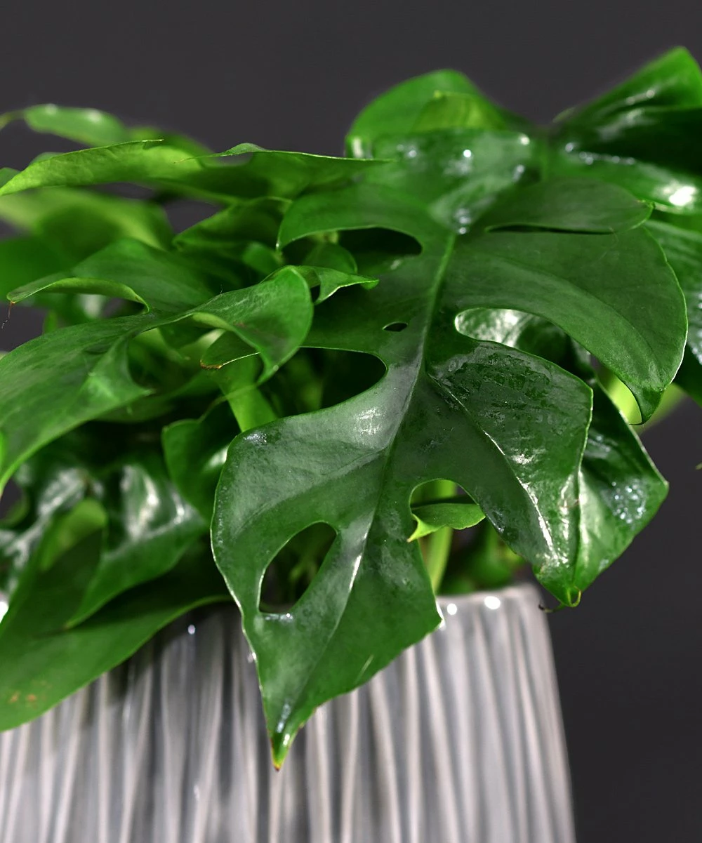Discount βοΈ Cottage Farms Direct Live 'Tetrasperma' Rhaphidophora Vine Plant For Home & Garden π 6 Discount βοΈ Cottage Farms Direct Live 'Tetrasperma' Rhaphidophora Vine Plant For Home & Garden π - Image 4