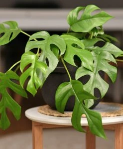 Discount ✔️ Cottage Farms Direct Live 'Tetrasperma' Rhaphidophora Vine Plant For Home & Garden 🎁
