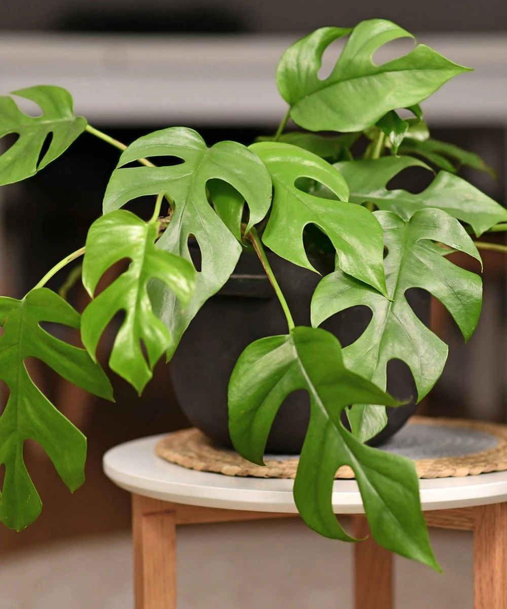 Discount βοΈ Cottage Farms Direct Live 'Tetrasperma' Rhaphidophora Vine Plant For Home & Garden π 3 Discount βοΈ Cottage Farms Direct Live 'Tetrasperma' Rhaphidophora Vine Plant For Home & Garden π